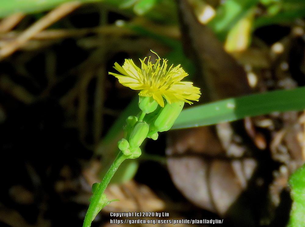 Photo of Asiatic False Hawksbeard (Youngia japonica) uploaded by plantladylin