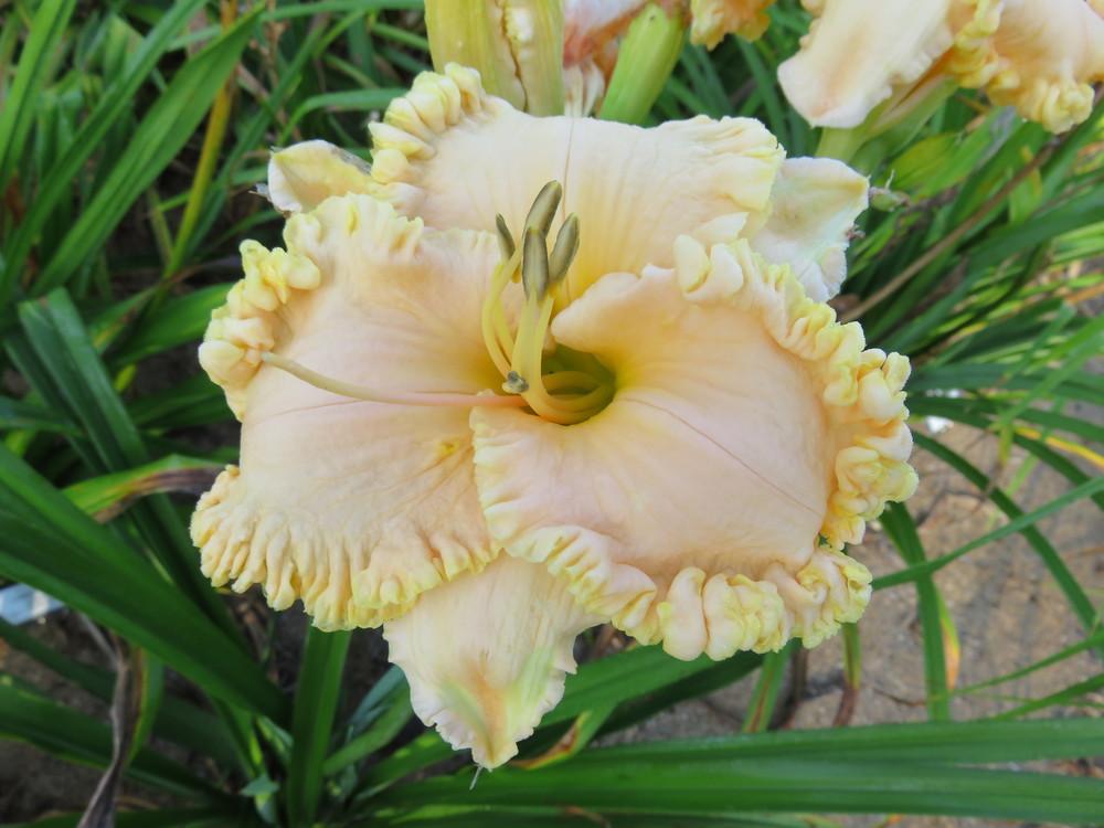 Photo of Daylily (Hemerocallis 'Wrapped in Ruffles') uploaded by IndianCreekDaylilies