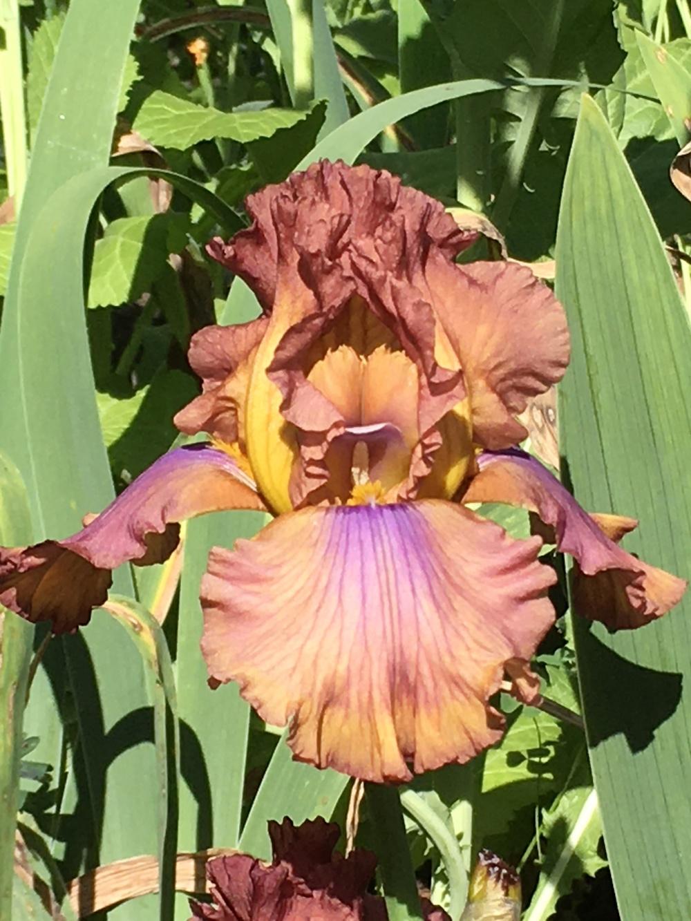 Photo of Tall Bearded Iris (Iris 'Prairie Splendor') uploaded by lilpod13