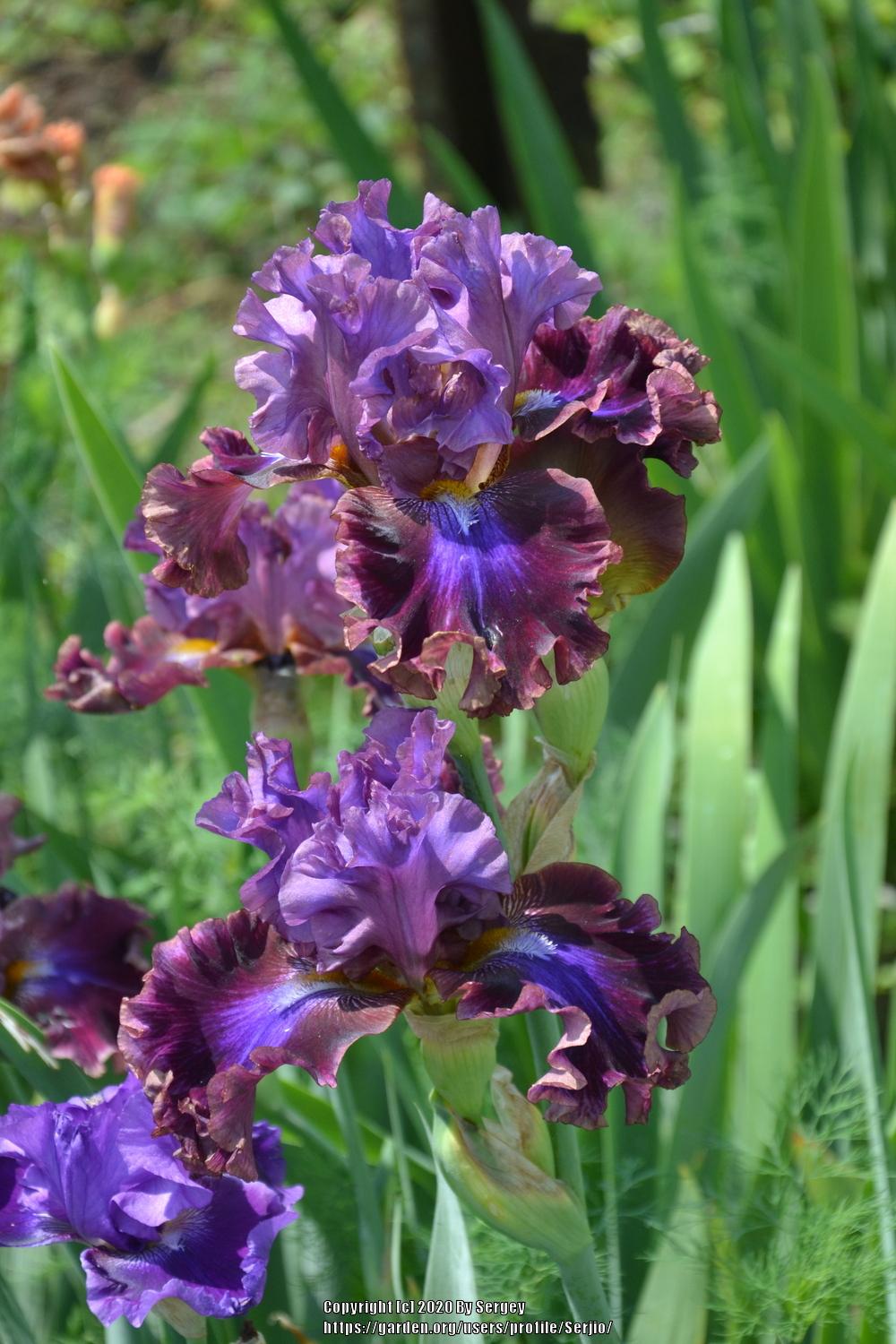 Photo of Tall Bearded Iris (Iris 'Electric Candy') uploaded by Serjio