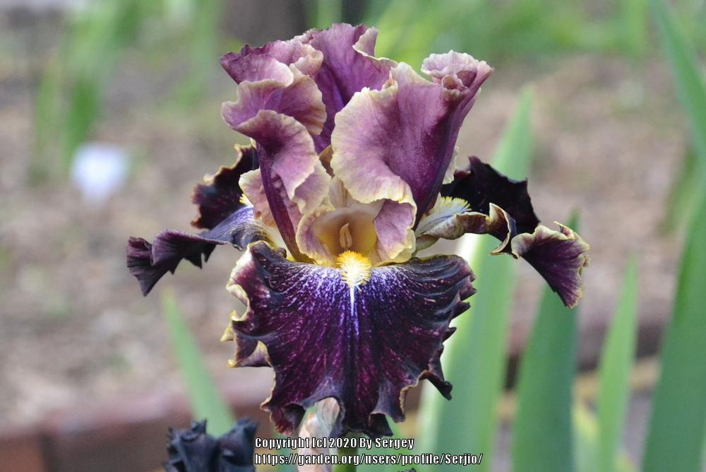 Photo of Tall Bearded Iris (Iris 'Exploding Galaxy') uploaded by Serjio