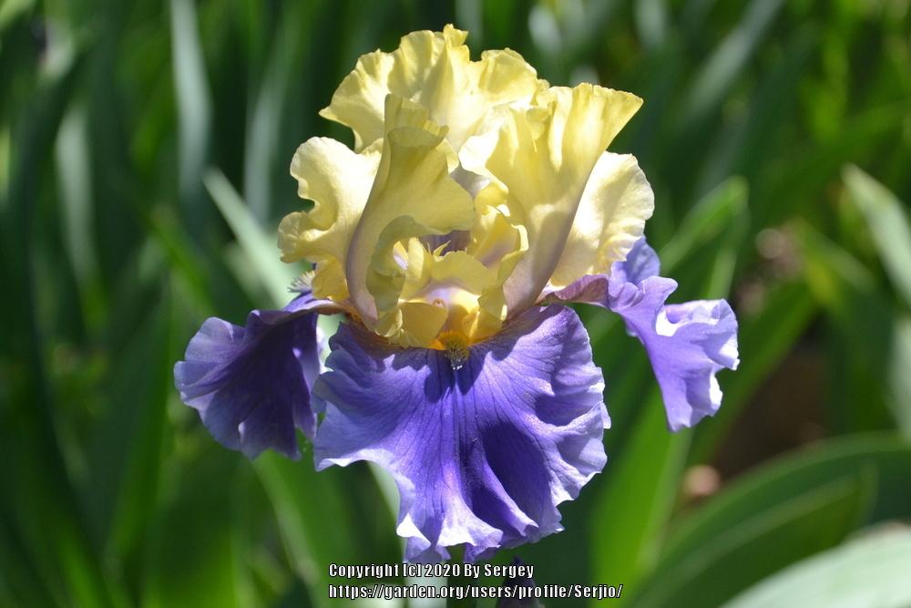 Photo of Tall Bearded Iris (Iris 'Edith Wolford') uploaded by Serjio
