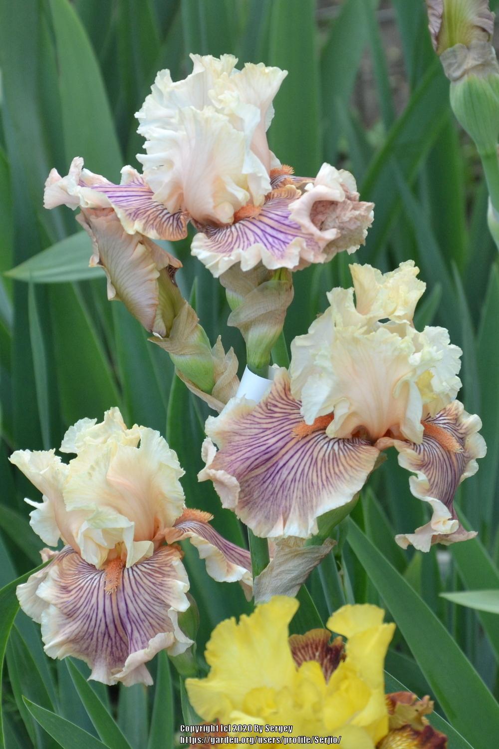 Photo of Tall Bearded Iris (Iris 'Escape from Boredom') uploaded by Serjio