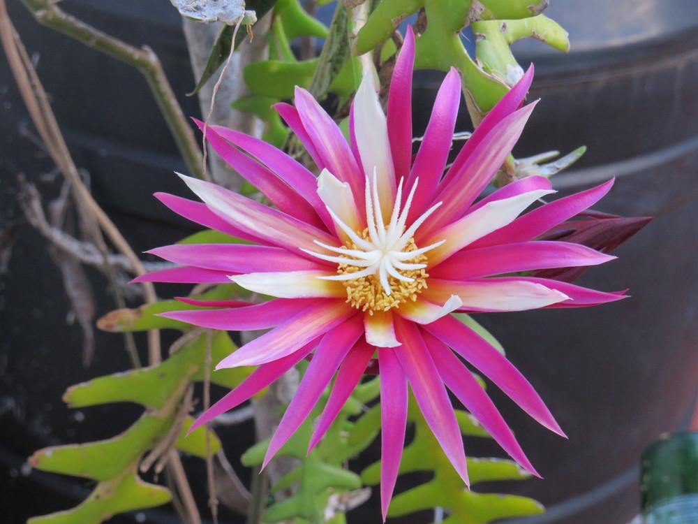 Photo of Zig-Zag Cactus (Selenicereus anthonyanus) uploaded by ceci