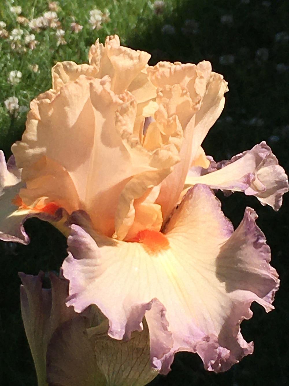 Photo of Tall Bearded Iris (Iris 'Parisian Dawn') uploaded by lilpod13