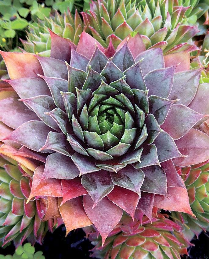 Photo of Hen and Chicks (Sempervivum 'Blush') uploaded by Calif_Sue