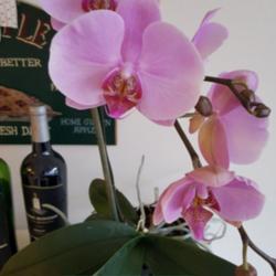 Location: kitchen
Date: Spring 2019
Moth Orchid (Phalaenopsis)