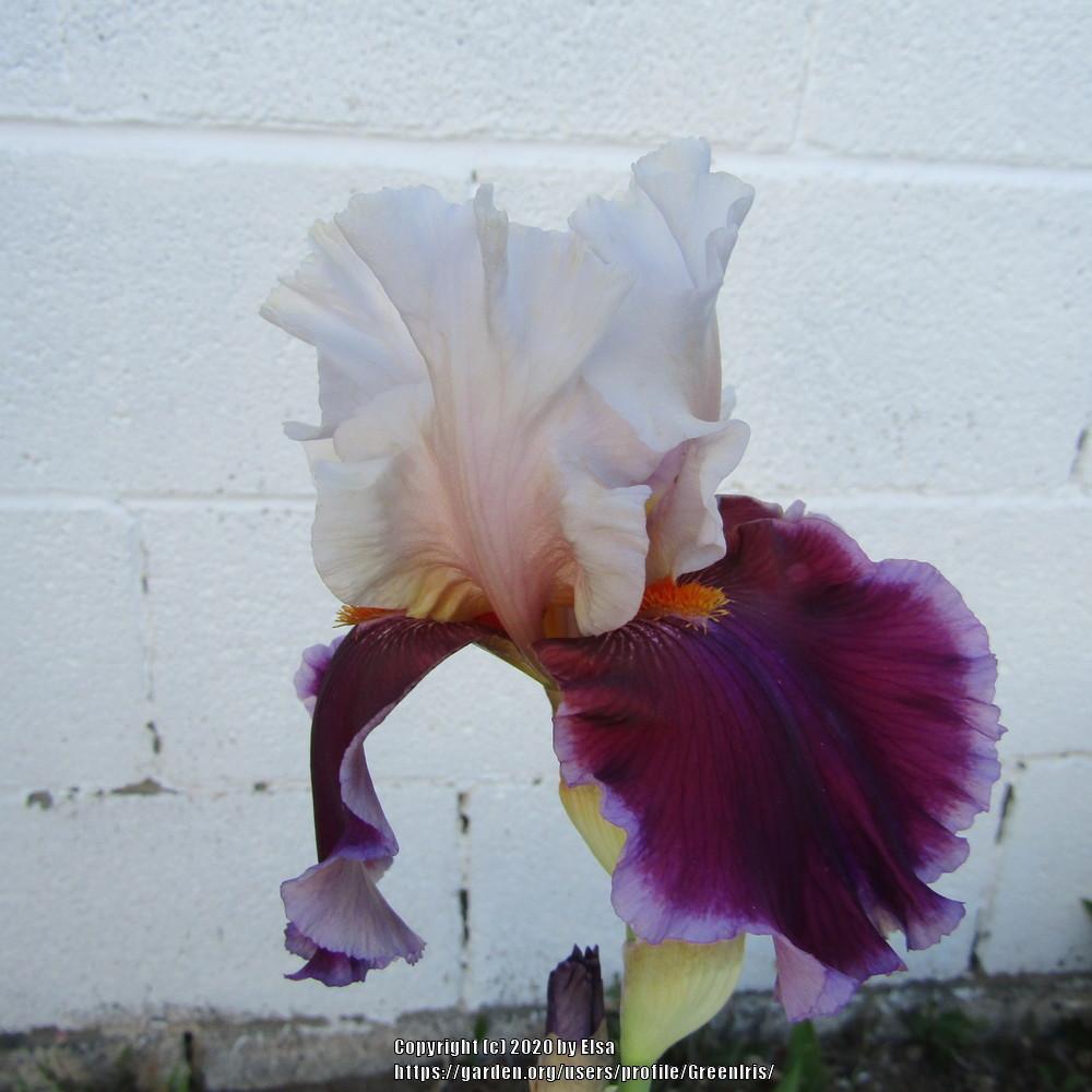 Photo of Tall Bearded Iris (Iris 'Dance Hall Dolly') uploaded by GreenIris