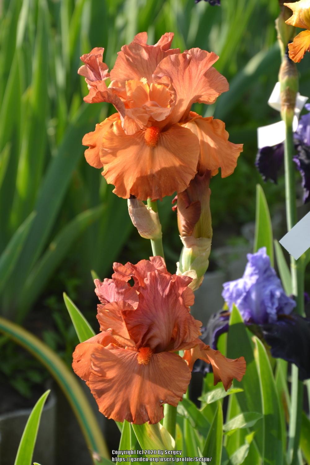 Photo of Tall Bearded Iris (Iris 'Flame Amber') uploaded by Serjio