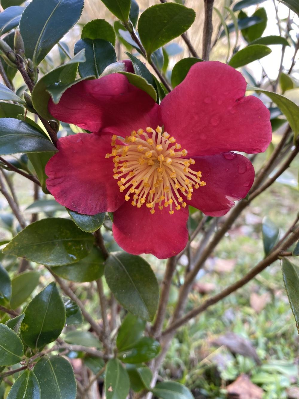 Photo of Camellia (Camellia sasanqua 'Yuletide') uploaded by aikenforflowers