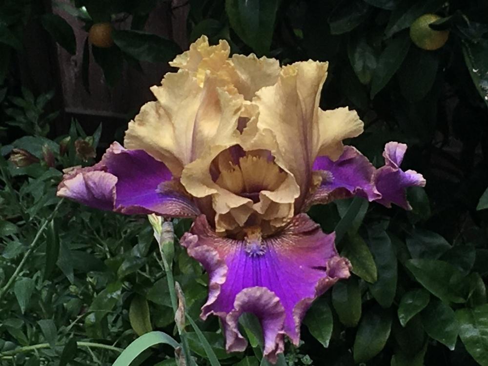 Photo of Tall Bearded Iris (Iris 'Deal or No Deal') uploaded by lilpod13