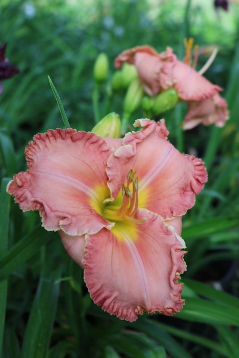 Photo of Daylily (Hemerocallis 'Rose Colored Glasses') uploaded by Hembrain