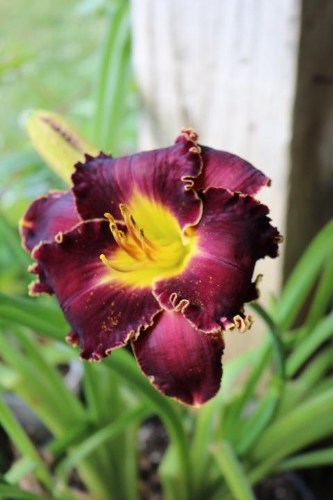 Photo of Daylily (Hemerocallis 'Victorian Garden Star Bright') uploaded by Hembrain