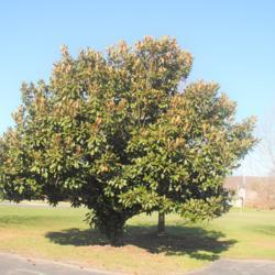 Location: Downingtown Pennsylvania
Date: 2020-11-29
mature tree
