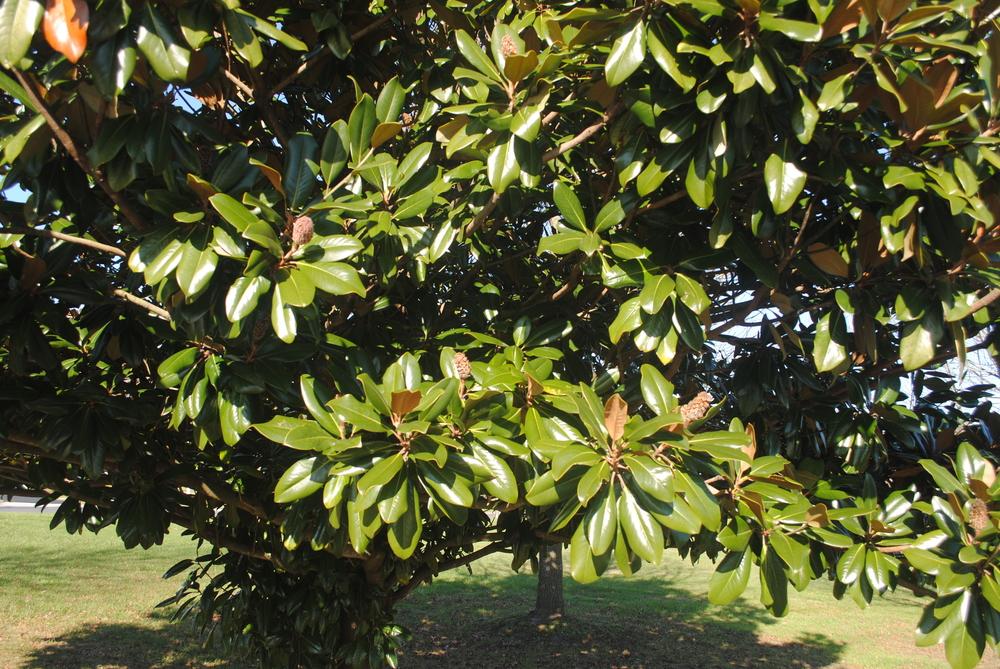 Photo of Southern Magnolia (Magnolia grandiflora 'Little Gem') uploaded by ILPARW