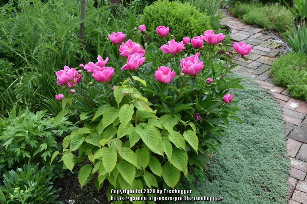 Photo of Chinese Peony (Paeonia lactiflora 'Sea Shell') uploaded by treehugger
