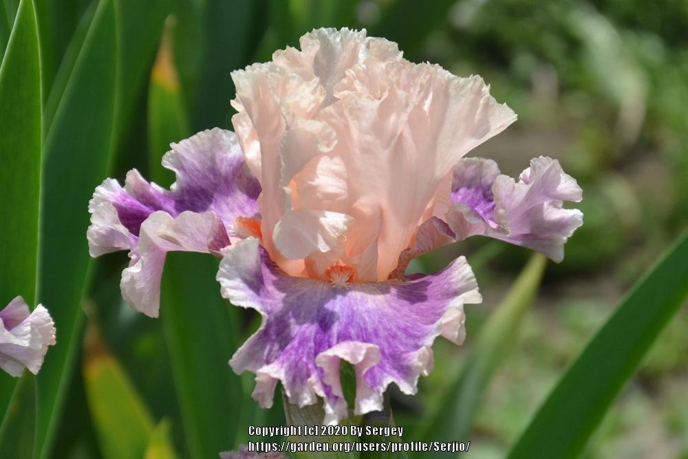 Photo of Tall Bearded Iris (Iris 'Fruited Plain') uploaded by Serjio
