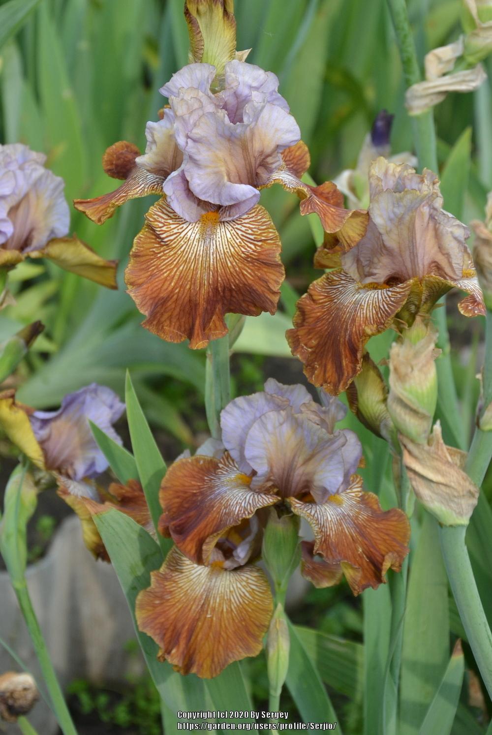 Photo of Tall Bearded Iris (Iris 'Fuori dal Coro') uploaded by Serjio
