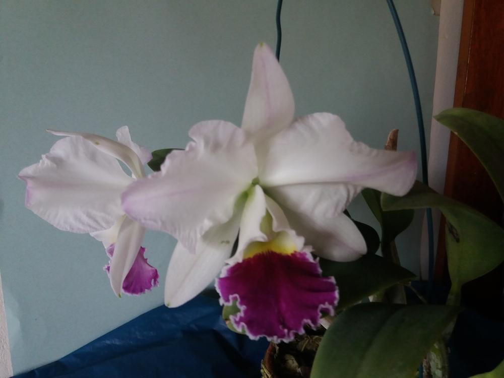 Photo of Orchid (Cattleya Tetsuro Obara) uploaded by prabhisetty