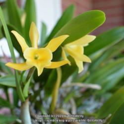 Location: Tampa Bay, Florida 
Date: December 
Rhyncanthe Daffodil Orchid
