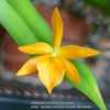 Rhyncanthe Daffodil Orchid