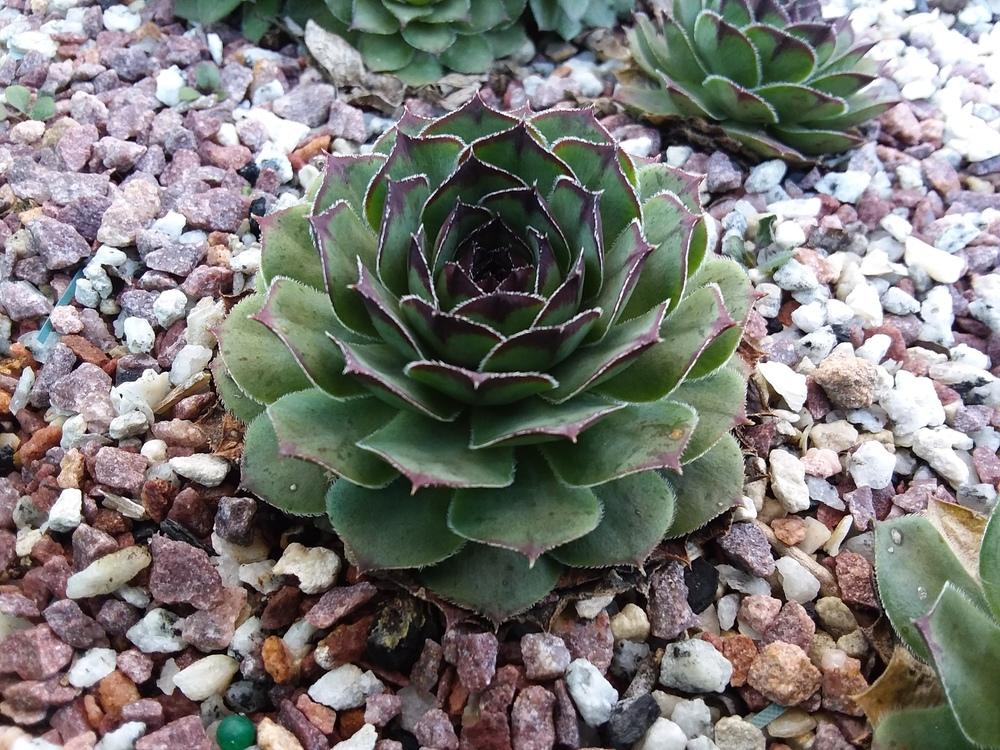 Photo of Hen and Chick (Sempervivum 'Lion King') uploaded by RoseA32