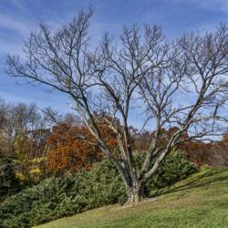 Location: Hidden Lake Gardens, Michigan
Date: 2012-10-24
Yellowwood's winter look arrives by late October, by which time t