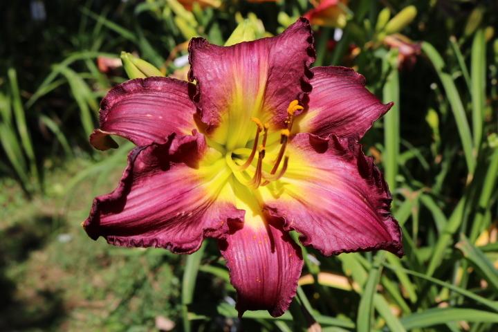 Photo of Daylily (Hemerocallis 'Thieving Magpie') uploaded by Hembrain