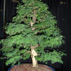 Location: Indiana State fair
Date: 2014-08-08
makes a nice bonsai