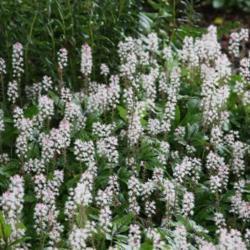 Location: in my garden in Oklahoma City
Date: 04-17-2018
Wherry's Foamflower (Tiarella cordifolia var. collina)