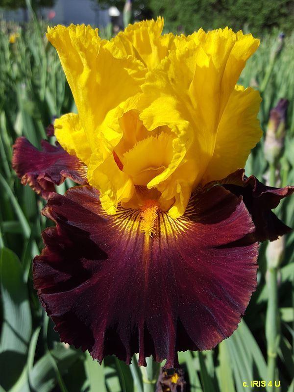 Photo of Tall Bearded Iris (Iris 'Denver Pioneer') uploaded by sunnyvalley