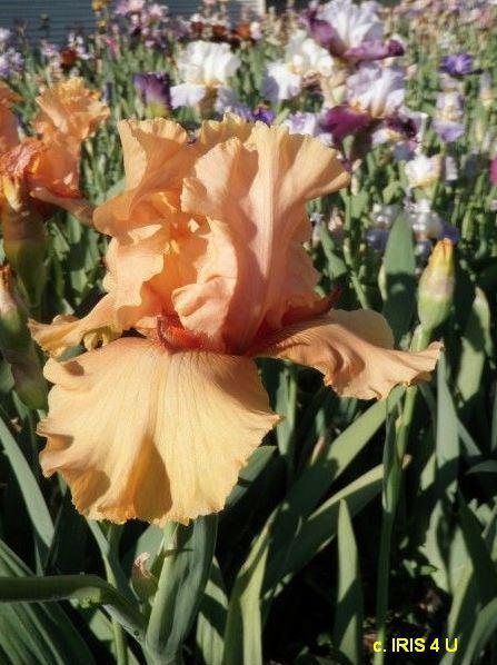 Photo of Tall Bearded Iris (Iris 'Sizzler's Horn') uploaded by sunnyvalley