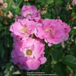 Location: My Garden, Ontario, Canada
Date: 2020-07-09
This rose has been very hardy in my northern garden.