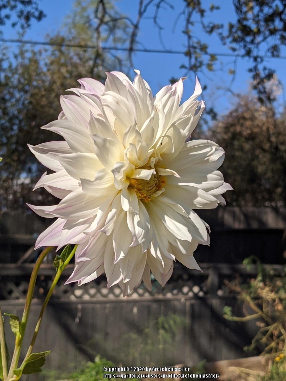 Photo of Dahlia 'Ferncliff Illusion' uploaded by Gretchenlasater