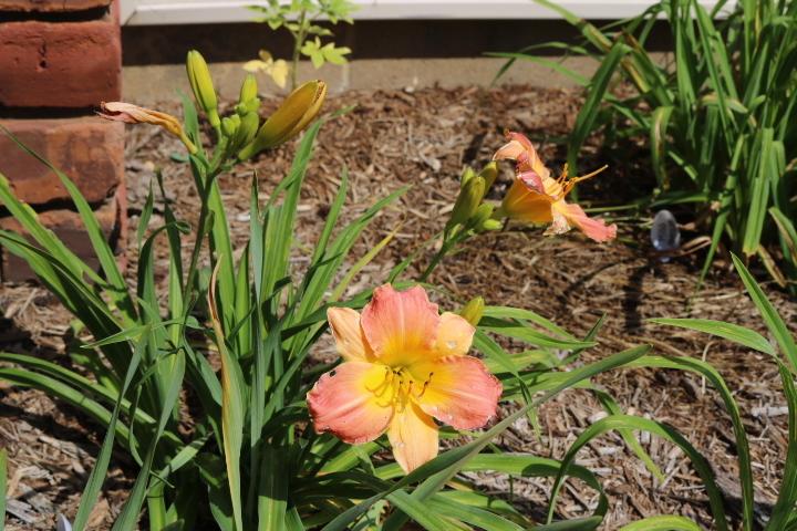 Photo of Daylily (Hemerocallis 'Prairie Blossoms') uploaded by Hembrain