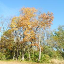Location: Talleyville, Delaware
Date: 2020-11-05
group of trees in golden fall color