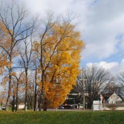 Location: Downingtown Pennsylvania
Date: 2020-11-13
tree on end in full gold fall color