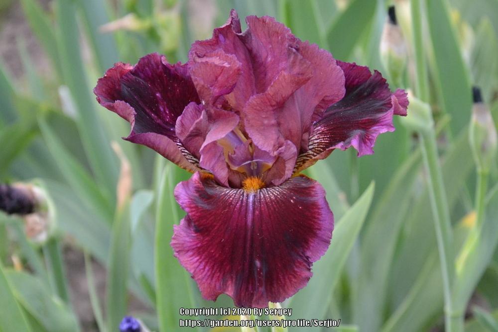 Photo of Tall Bearded Iris (Iris 'Gaudy Is Good') uploaded by Serjio