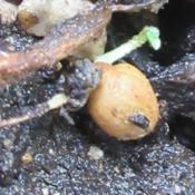 Tuberous sweetpea (Lathyrus tuberosus) seeds germination.
