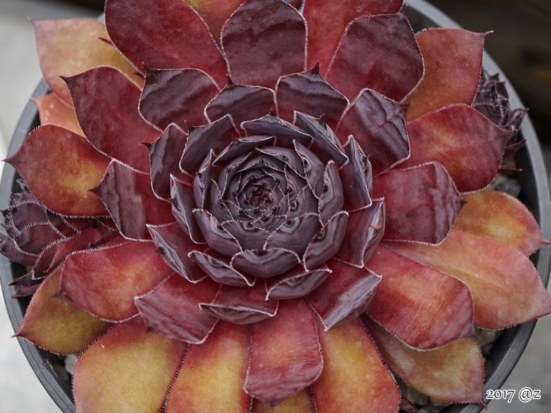 Photo of Hen and Chick (Sempervivum 'Big Six-O') uploaded by valleylynn