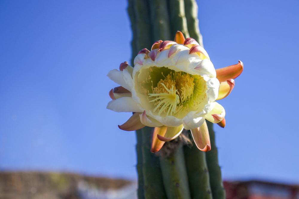 Photo of San Pedro Cactus (Trichocereus macrogonus var. pachanoi) uploaded by Baja_Costero