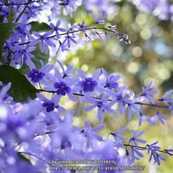 Location: Tampa Bay, Florida 
Date: December 
Petrea blooming now
