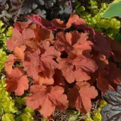 Location: in my garden in Oklahoma City
Date: 4-11-2018
Coral Bells (Heuchera 'Mahogany')