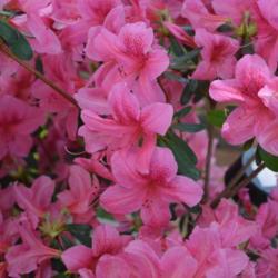 Location: in my garden in Oklahoma City
Date: 4-20-2019
Azalea (Rhododendron Deja Bloom® Orchid Showers™)