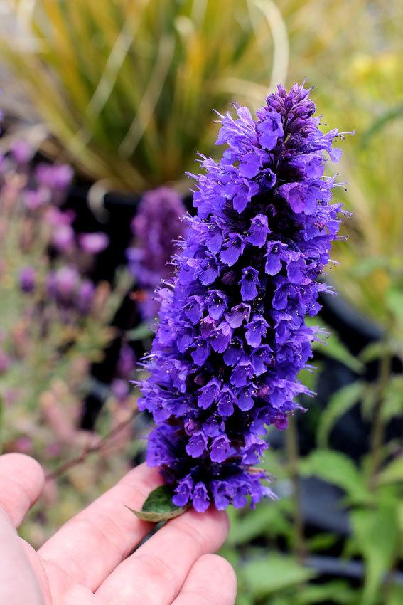 Photo of Hyssop (Agastache 'Blue Boa') uploaded by Calif_Sue