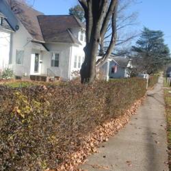 Location: Downingtown Pennsylvania
Date: 2020-11-29
sheared hedge with purplish-green winter foliage