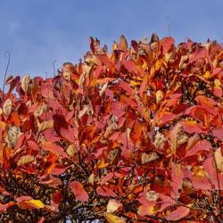 Location: Hidden Lake Gardens, Michigan
Date: 2012-10-24
A nice blaze of color at the top of this tree.  The naked stems a