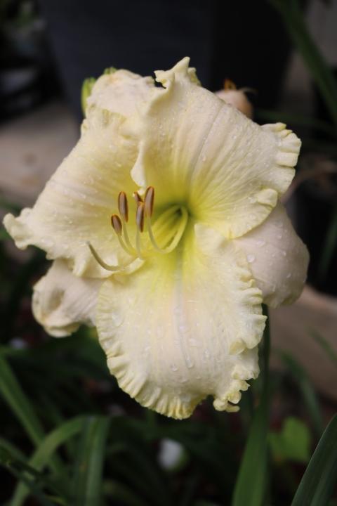 Photo of Daylily (Hemerocallis 'Lacy All Over') uploaded by Hembrain