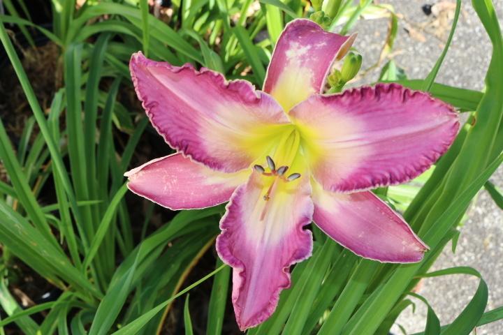 Photo of Daylily (Hemerocallis 'Wind in the Rigging') uploaded by Hembrain