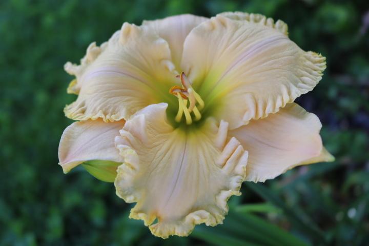 Photo of Daylily (Hemerocallis 'Pastor Laurie Ann Moeller') uploaded by Hembrain